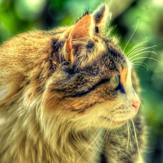 MARWAN HOURANY, 0-10 13