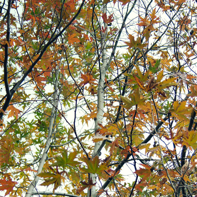 MARWAN HOURANY, 0-10 2